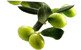 Maslinari